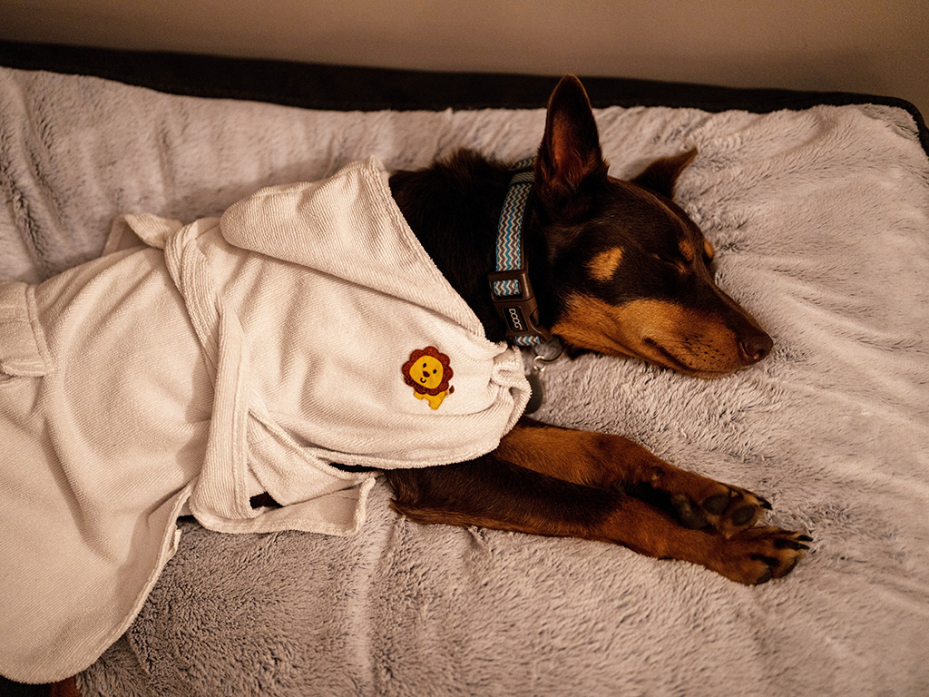 Kelpie in a dog-sized dressing gown asleep on a dog bed at Alure Stanthorpe