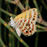 Leyburn jewel butterfly (Hypochrysops piceatus). Photograph provided by Michael F. Braby, Associate Professor, Australian National University.