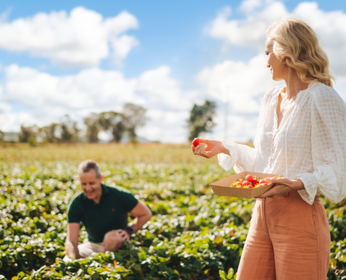 Two people in a strawberry fields picking fruit