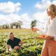 Two people in a strawberry fields picking fruit