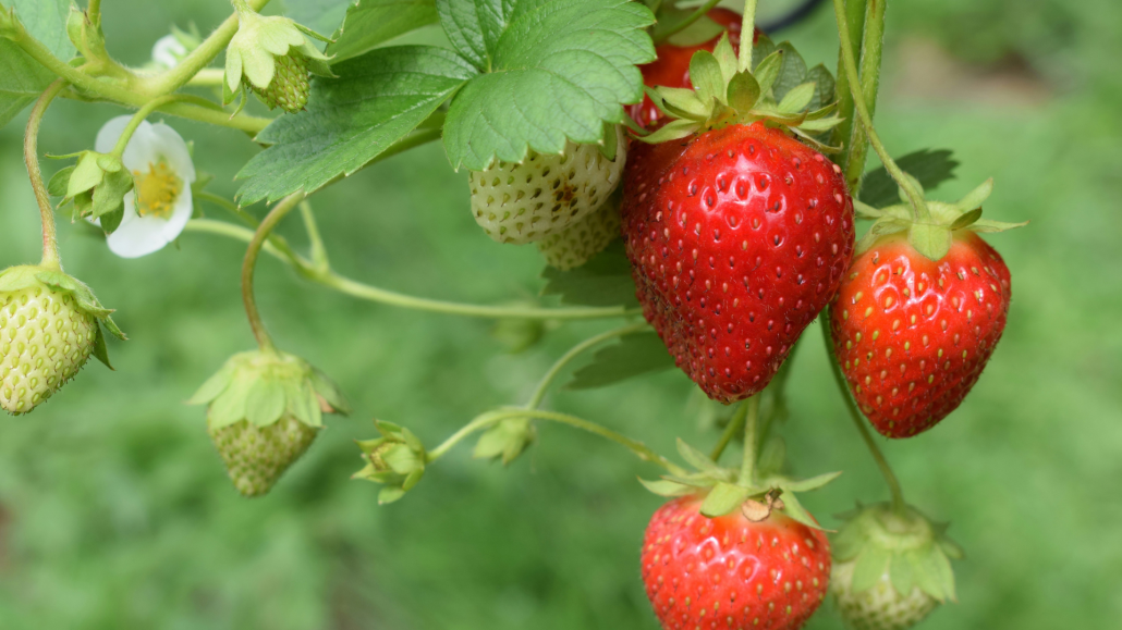 Strawberries growing on the vine